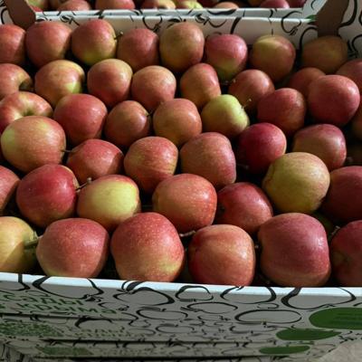 Яблоки Галла (Крым)