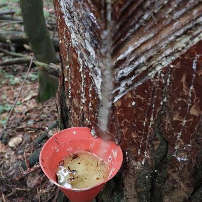 Живичная смола - смола живица