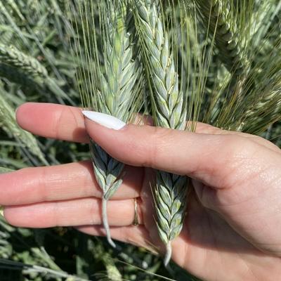 Семена тритикале озимой купить Илия Тихон Хлебороб Торнадо Слон