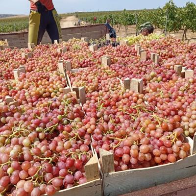 Виноград Ливия (Крым)