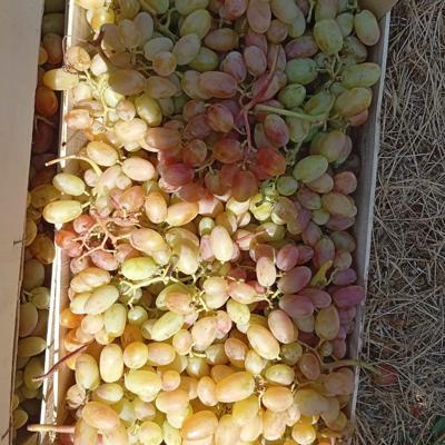 Виноград Преображение (Крым)