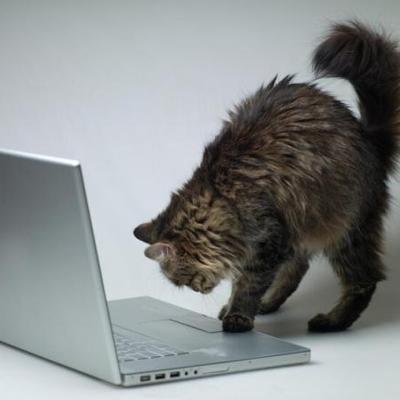 Студия вэб-дизайна "Чеширский кот"