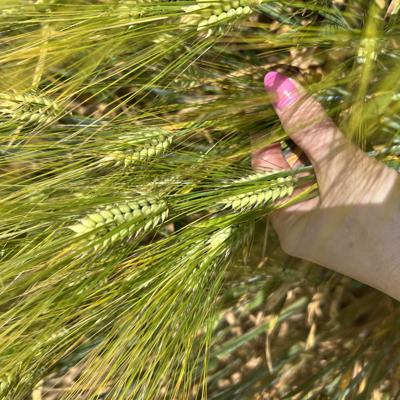 Семена озимого ячменя элита