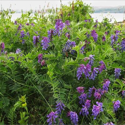 Семена вики озимой Гл...