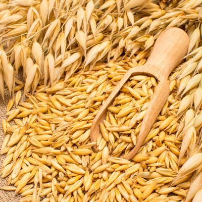 Семена ярового овса В...