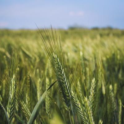 Семена озимой пшеницы...