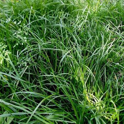 Смесь семян газон Уни...