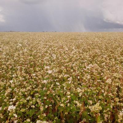 Реализуем Гречиху