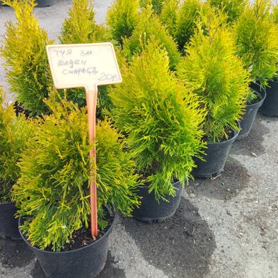 Декоративные хвойные и лиственные 