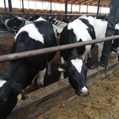 Телки Нетели племенные чистопородные