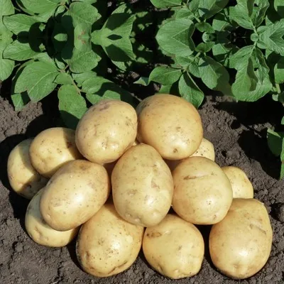 Картофель, капуста, свекла и морковь оптом в мешка