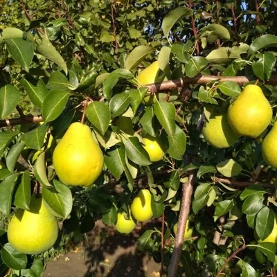 Продаю сушенные груши урожай 2025г.