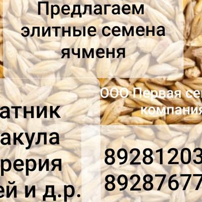 Семена ячменя ярового Космос,  Вакула,  Эней