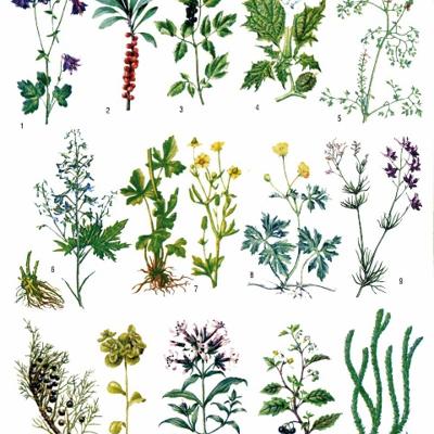 Лекарственные травы, ...