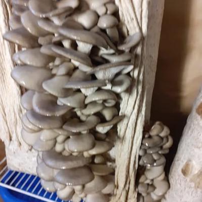 Грибные блоки вешенки,рейши