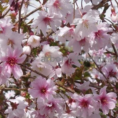 Сакура (вишня японская декоративная) в горшках для посадки купить в Москве и Подмосковье