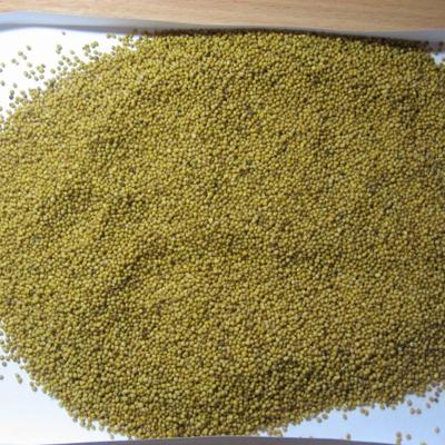 Семена горчицы  Виктория, Жемчужина, Пантера