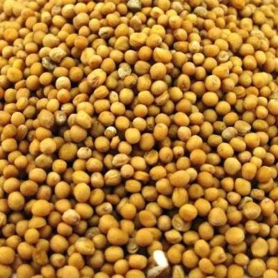 Горчица желтая семя