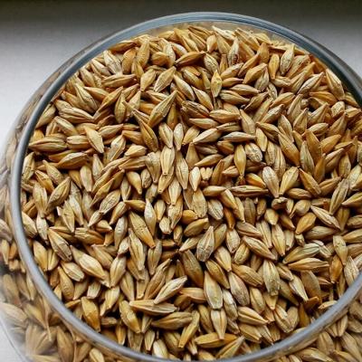 Семена ячменя ярового Космос,  Вакула,  Эней