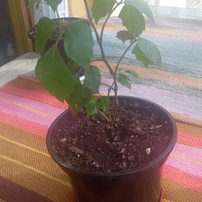 Березка молодая комнатная.