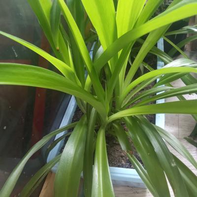 Растения для декора.