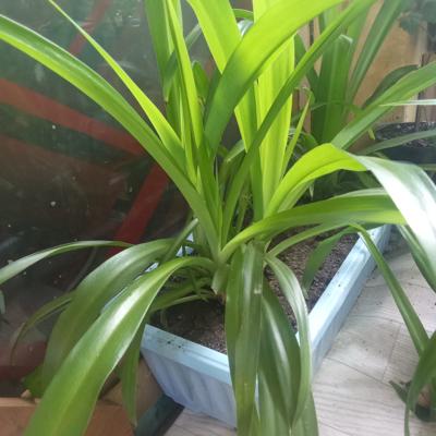 Растения для декора.