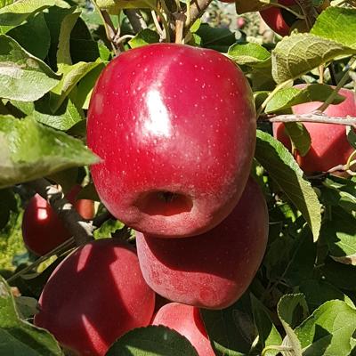 Саженцы яблони, черешни, сливы