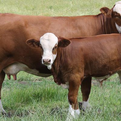 Телки симменталы и герефорды