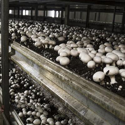 Покровная почва для шампиньонов