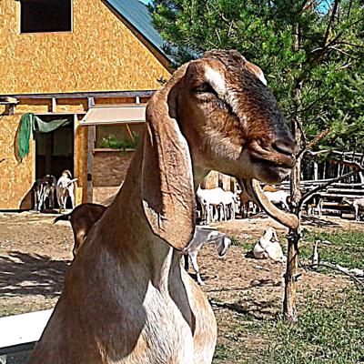 Сельхозбизнес,эко- ферма в