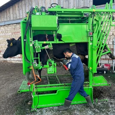 Обрезка копыт КРС