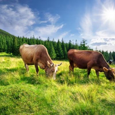 Фермер из Нижегородской области открыл вакансию помощника с оплатой и проживанием в заброшенной деревне