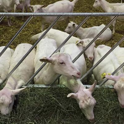 Кормовая диагональная решетка для овец коз