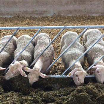 Стойловое оборудование для коз овец