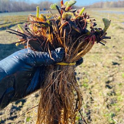 Саженцы земляники сад...