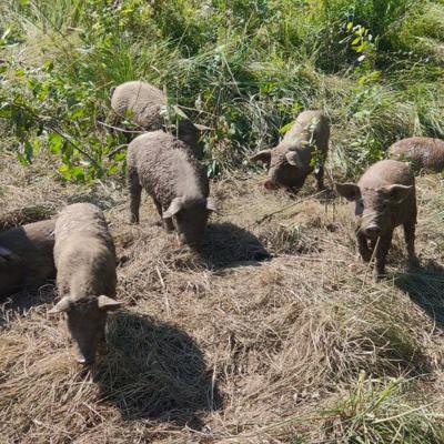 поросята Венгерская мангалица