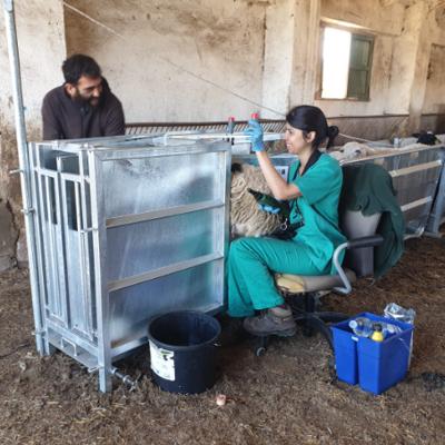 Ультразвуковой бокс для овец