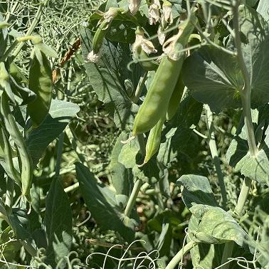 Семена гороха ярового купить Усатый кормовой Аксайский усатый 7