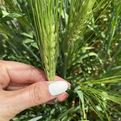 Семена ячменя озимого купить Виват Ерема Маруся Тимофей Фокс 1