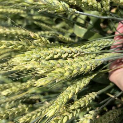 Семена озимой пшеницы элита и репродукции