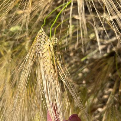 Семена озимого ячменя элита