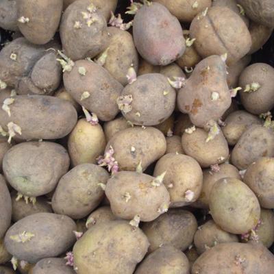 продам мелкий картофель