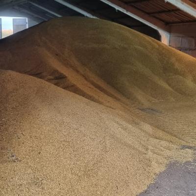 Пшеница 4 кл