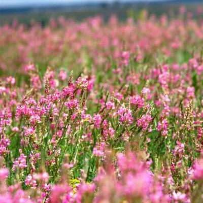 Продаем семена озимой пшеницы, семена трав, травосмеси, СЗР.