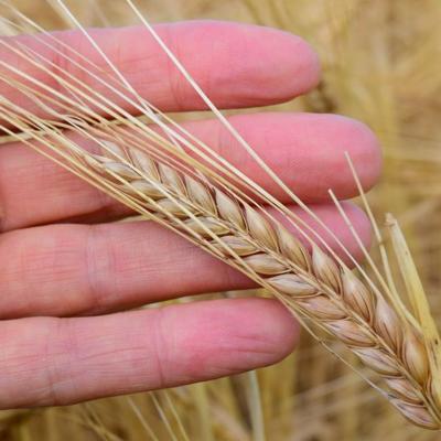 Семена Озимого Ячменя.