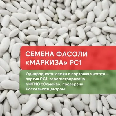 Семена фасоли сорта "Маркиза" РС1