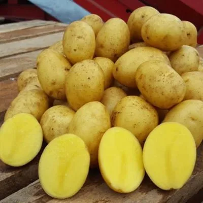 Прямые поставки сорта Леди Клэр на переработку