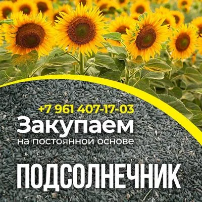 Закупаем сельхозпродукцию: зерно, пшеницу, подсолнечник