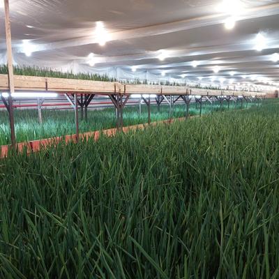 Зелёный лук 