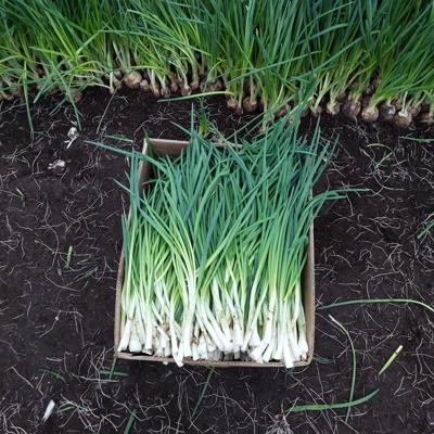 Зелёный лук 